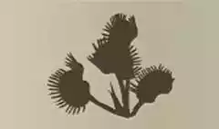 Venus Flytrap