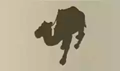 Camel