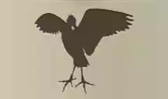 Scarlet Ibis