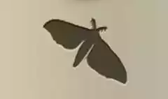 Moth