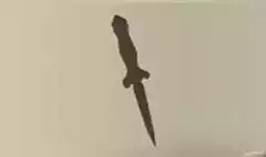 Dagger