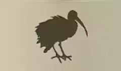 Scarlet Ibis