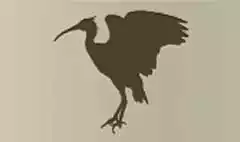 Scarlet Ibis