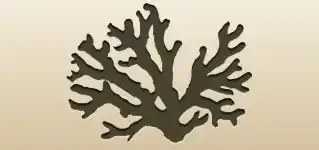 サンゴのシルエット