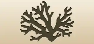 サンゴのシルエット