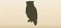 Owl silhouette