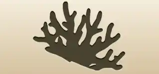 サンゴのシルエット
