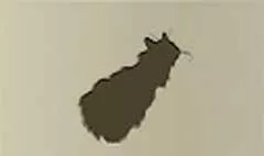 ネコ
