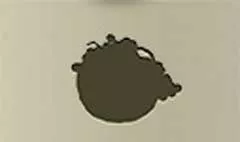 ブドウ