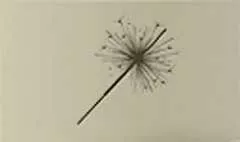 線香花火