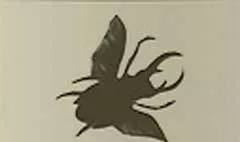 Beetle