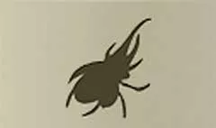Beetle