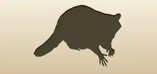 アライグマのシルエット