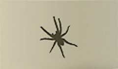 Spider silhouette #3