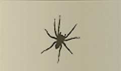 Spider silhouette #5