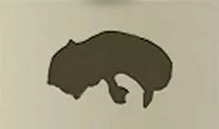 アライグマのシルエット