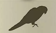オウムのシルエット