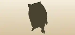 Raccoon silhouette