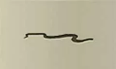 Snake silhouette
