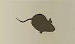 Mouse silhouette