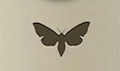 Moth