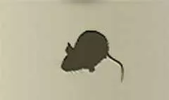 Mouse silhouette