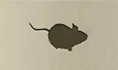 Mouse silhouette