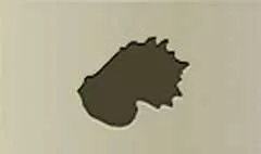 Shell silhouette