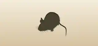 ネズミ