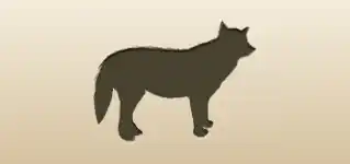狼