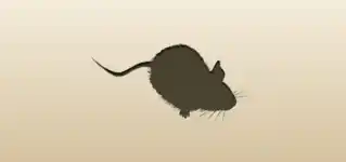 ネズミ