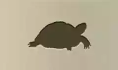 Turtle silhouette