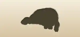 狼
