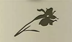 アヤメのシルエット