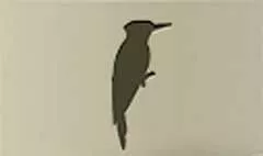 キツツキのシルエット