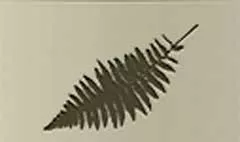 シダ植物のシルエット