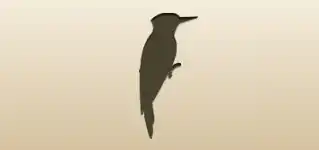 Woodpecker