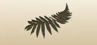 Fern