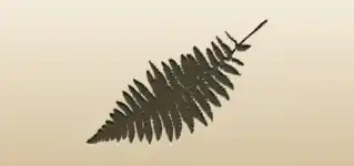Fern