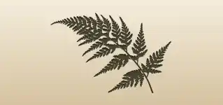 Fern