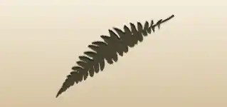 Fern