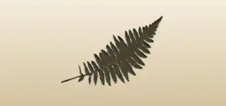 Fern