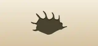 Shell