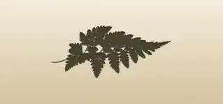 Fern
