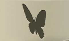 Butterfly silhouette #6