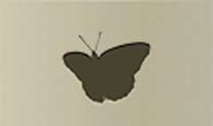 Butterfly silhouette