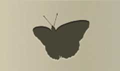 Butterfly silhouette