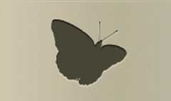 Butterfly silhouette