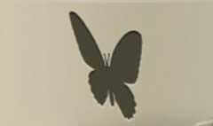 Butterfly silhouette