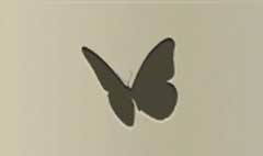 Butterfly silhouette